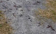 Giun đất bò lên mặt đất chết hàng loạt tại Quảng Trị không do ô nhiễm môi trường