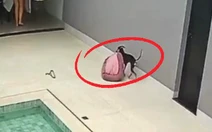 Chú chó biết lấy nệm đang phơi vào nhà khi thấy trời mưa