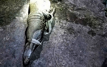 Dân 'nghĩ mẹo' dùng cần câu dụ bắt cá sấu xuất hiện trong ao nước