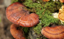 Nấm linh chi có chống được ung thư?