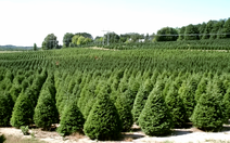 Tưới nước nóng có giúp cây thông Noel tươi tốt lâu hơn?