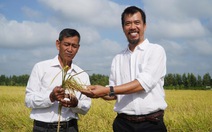 Mô hình trồng lúa hữu cơ liên kết phát triển mạnh ở miền Tây