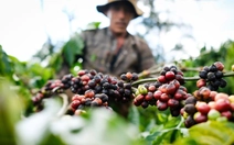Doanh nghiệp nói về nghịch lý lớn nhất của cà phê Việt, lo bàn cách vượt khó