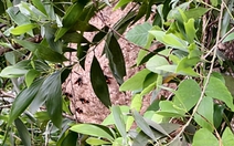 Bị ong đốt, lấy ngòi kim đúng cách giúp giảm biến chứng