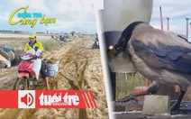 Điểm tin 8h: Ruộng đồng thành 'mỏ cát' sau lũ; Thành phố ở Thụy Điển huấn luyện quạ nhặt rác?