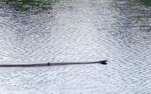 Rắn hổ mang chúa gần 7kg xuất hiện ở Vườn quốc gia U Minh Thượng