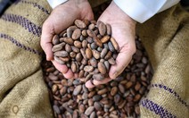 Ngành công nghiệp sô cô la gặp nguy khi ca cao có thể 'biến mất' do biến đổi khí hậu