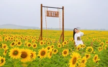 Cánh đồng hướng dương: khởi đầu quy trình khép kín của TH true MILK