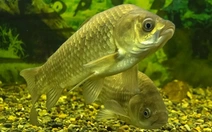 Trung Quốc tạo giống cá diếc 'ăn không sợ mắc xương'