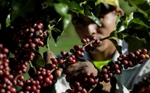 Nguyên nhân khiến giá cà phê trên thế giới tăng vọt