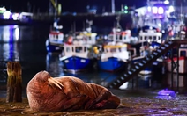 Thị trấn ở Anh hủy bắn pháo hoa đêm giao thừa vì một con hải mã?