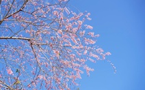 Đón năm mới 2026: Lên Măng Đen ngắm hoa anh đào, xuống phố hòa nhịp lễ hội