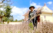 Nông dân xứ Huế tất bật ‘hồi sinh’ vựa hoa Tết sau lũ, chạy đua kịp vụ