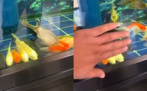 Cả đàn cá lăn ra ngủ trưa khiến gia chủ giật mình thon thót