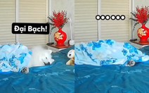 Phản ứng cực hài của chú chó khi nghe tiếng ông chủ gọi