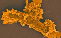 Phát hiện sinh vật mới sinh sôi ở nhiệt độ 63°C