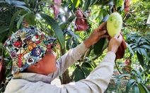 Trái xoài: Thực phẩm rất tốt cho mắt và sức khỏe tim mạch