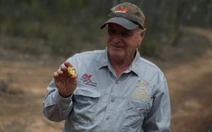 Giá vàng tăng mạnh khơi dậy cơn sốt săn vàng tại Úc