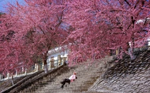 Lên đồ ngắm mùa hoa mai anh đào ở Hà Giang