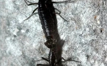 Vi nhựa đã tới Nam Cực, xâm nhập loài côn trùng duy nhất của lục địa băng giá