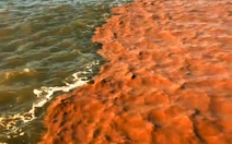 Biển Cà Mau xuất hiện hai màu ‘nước lạ’
