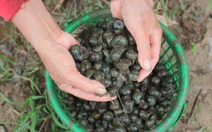 Người dân Đà Nẵng bắt cả tạ ốc bươu vàng, thu bộn tiền mỗi ngày