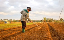 Giá rau xanh chợ Đà Nẵng tăng cao, giá ớt trên trời 150.000 đồng/kg