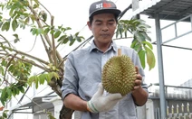 Nông dân Đồng Tháp vào vụ thu hoạch sầu riêng nghịch mùa, giá lên xuống theo ngày