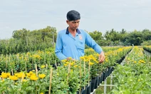 Dự kiến giá hoa Tết ở làng hoa Sa Đéc sẽ tăng do chi phí chăm sóc cao