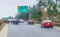 Phạt người đàn ông để đàn trâu vào cao tốc theo nghị định 168