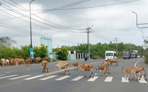 Bò thả rông đi lang thang trên đường ở Phú Quốc, khách lo an toàn giao thông