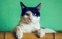 Mèo nuôi có thể bị nhiễm cúm gia cầm từ con người và tử vong