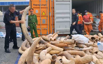 Mở chiến dịch truyền thông chống buôn bán ngà voi với du khách