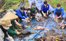 Gần 8.000 con gà chết trong đêm do trang trại bị chập điện