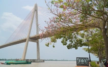 Người dân thích thú với hàng hoa kèn hồng bên dòng sông Tiền