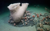 Tảng băng trôi tách khỏi Nam Cực hé lộ điều kỳ diệu dưới biển sâu