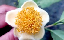 Phát hiện trà mi hoa vàng Lang Biang quý hiếm ở vườn quốc gia Phước Bình