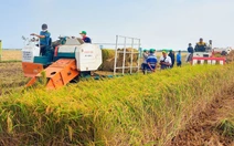 Cần nâng cao năng lực và vai trò của hợp tác xã để thực hiện đề án 1 triệu ha lúa