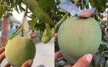 Gia chủ trồng xoài có tâm nhất Việt Nam