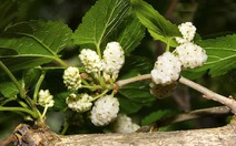 Giải pháp chăm sóc da cho người bận rộn