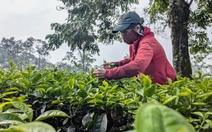 Công ty chè Biển Hồ phá hàng trăm hecta chè để trồng cà phê vì thua lỗ