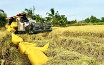 Ngăn giá lúa gạo chập chờn