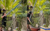 Màn hái xoài IQ vô cực