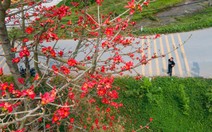 Mãn nhãn với vòm trời rực lửa từ cây gạo cô đơn 40 năm tại Vĩnh Phúc
