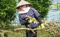 Hà Nội dự kiến sẽ chặt hạ, dịch chuyển 98 cây xanh để thi công con đường 'đắt nhất hành tinh'