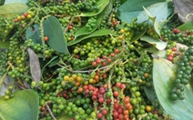 Giá hồ tiêu bật tăng liên tiếp sau thông tin tích cực từ thị trường Mỹ
