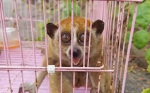 Thả cu li quý hiếm bắt được ở Thủ Đức cùng 23 động vật hoang dã về vườn quốc gia