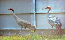 Tên 6 con sếu ở Vườn quốc gia Tràm Chim có ý nghĩa gì?