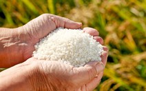 Giá gạo tăng vọt, người Nhật bay qua Hàn Quốc mua gạo