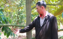 Thời tiết cực đoan, người trồng sầu riêng Đắk Lắk 'mất ăn mất ngủ'